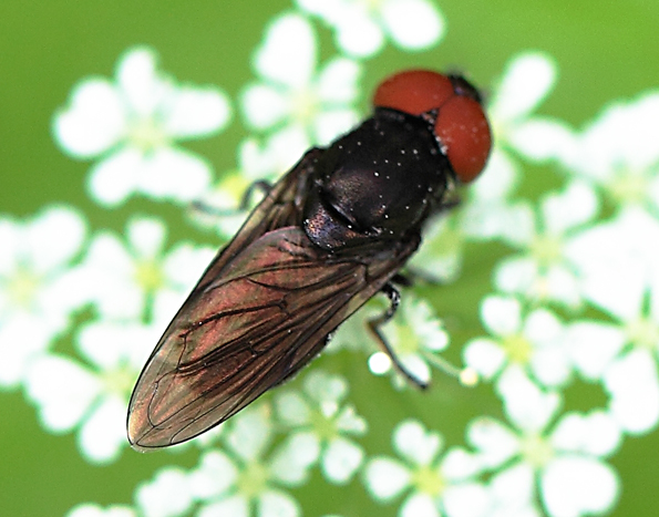 Chrysogaster solstitialis ♂ ♀  (Syrphidae)